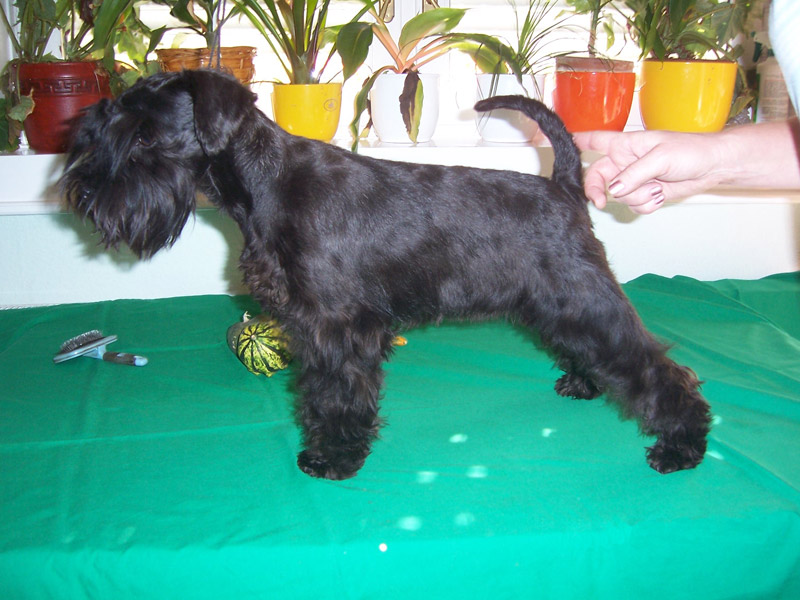 Arkovári Queenie Arkovári Queenie